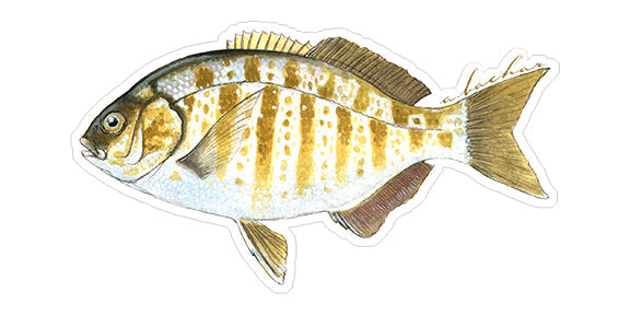 Fish Stickers