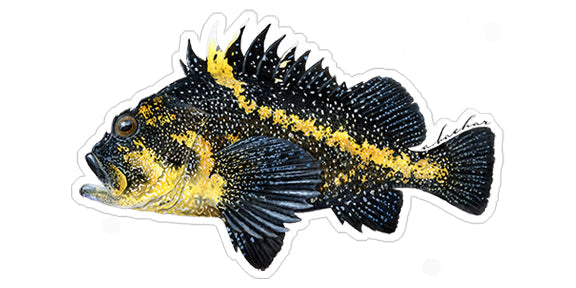 Fish Stickers